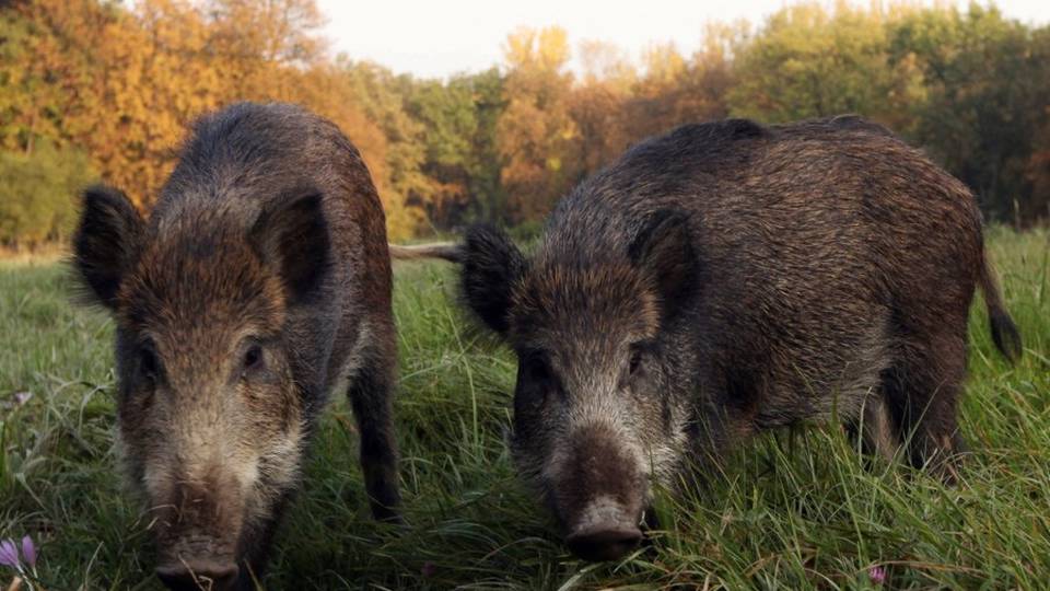 «Agricoltori ostaggi dei cinghiali» Coldiretti: preoccupa la peste suina «Agricoltori ostaggi dei cinghiali» Coldiretti: preoccupa la peste suina