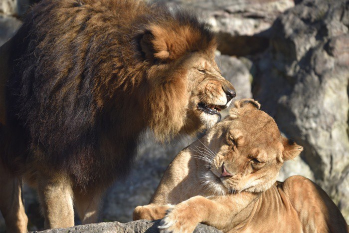 Un Natale tra leoni e ippopotami alle Cornelle