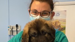 «Nelle campagne del Surrey curo gli animali e formo veterinari»