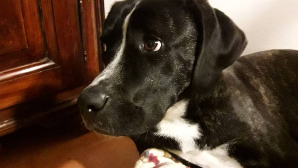 Aperti i servizi per animali Polemiche e precisazioni Aperti i servizi per animali Polemiche e precisazioni