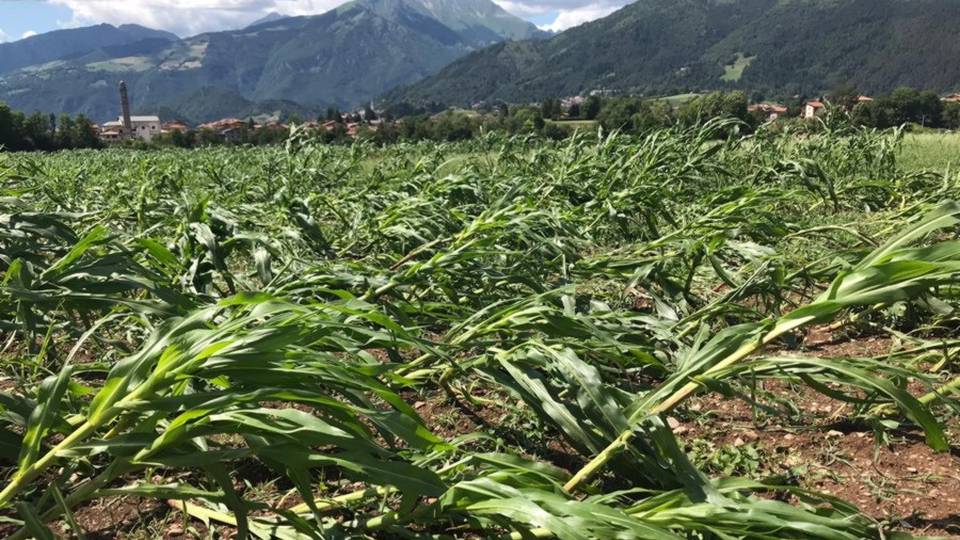 Coldiretti e maltempo, sale a decine di milioni il danno nei campi Coldiretti e maltempo, sale a decine di milioni il danno nei campi