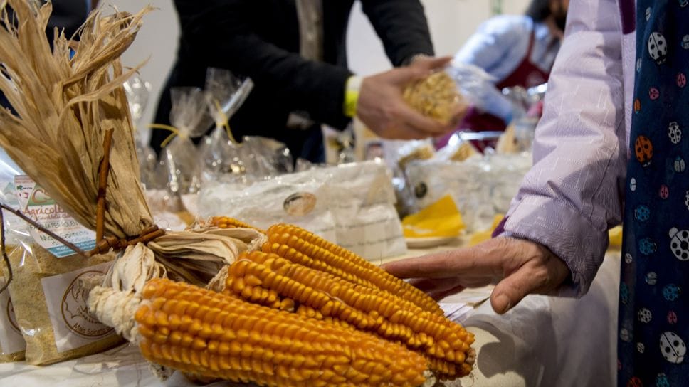 Mais spinato di Gandino