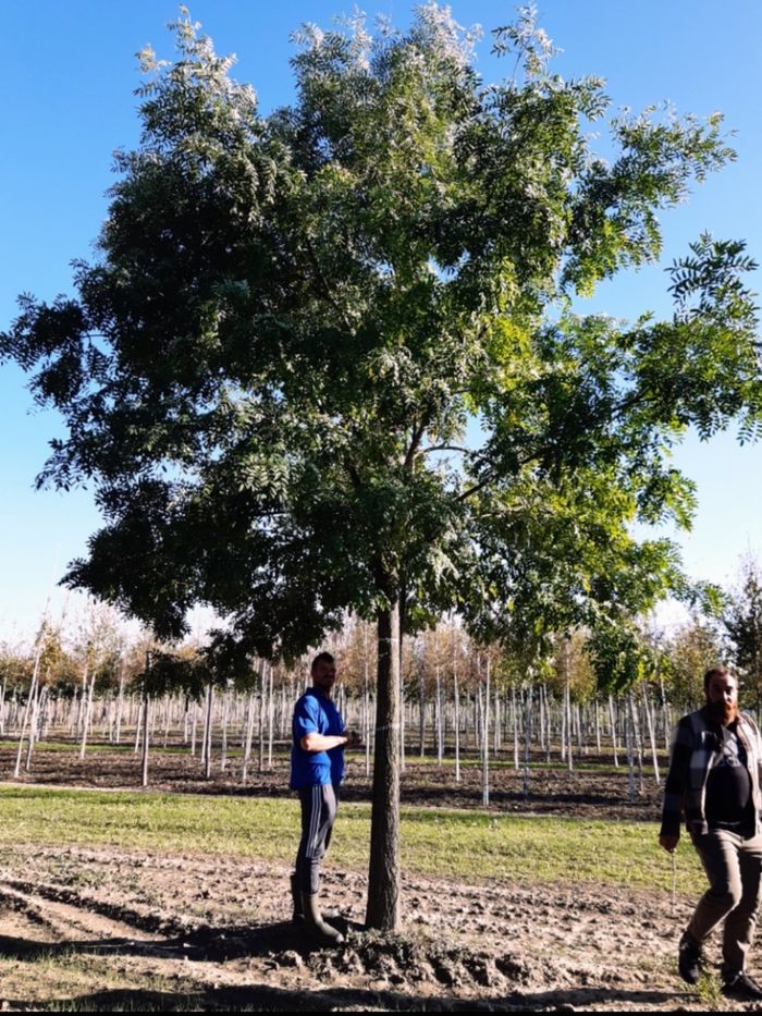 I nuovi alberi saranno esemplari della stessa varietà