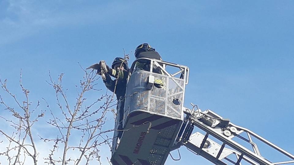 Rapace impigliato sull’albero: salvataggio a 10 metri d’altezza Rapace impigliato sull’albero: salvataggio a 10 metri d’altezza
