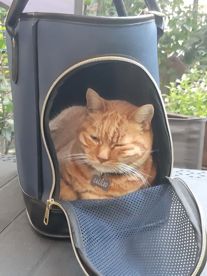 Il gatto Galileo nel suo trasportino