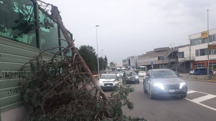 Ancora vento in Bergamasca, cadono alberi in città e provincia Foto Ancora vento in Bergamasca, cadono alberi in città e provincia Foto