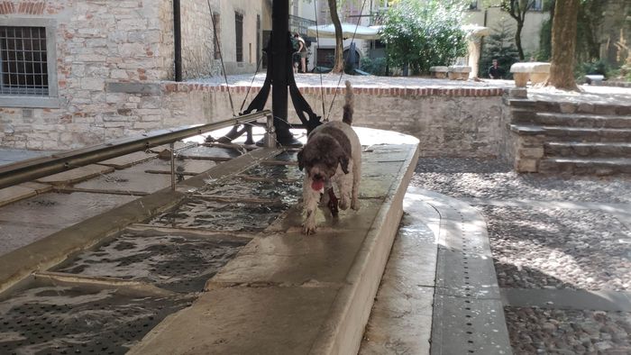 Mia, il caldo e quell’attrazione per la fontana di via Lupo Mia, il caldo e quell’attrazione per la fontana di via Lupo