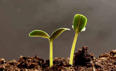 Tests conducted in Italy on using worms to make the moon fertile - Scienza e Tecnologia - Vimarsana News