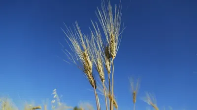More resistant grain selected by geneticists and farmers - Scienza e Tecnologia - Vimarsana News