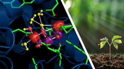 Driver of photosynthesis found after 50 years - Scienza e Tecnologia - Vimarsana News