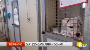 Cani abbandonati in estate, quasi il doppio dell'anno scorso