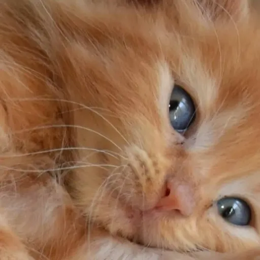 Pulisca Prego Dopo Il Vostro Animale Domestico Pacchetto Di Carta Per Stronzo Cane Di Vettore 89877333