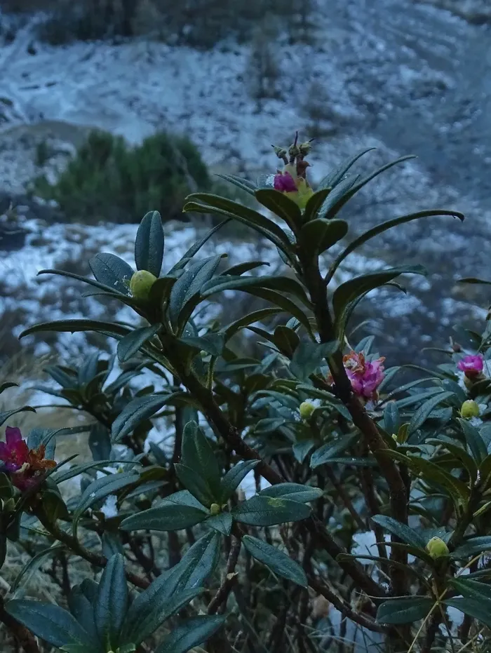 Il rododendro in fiore immortalato a 1.300 metri