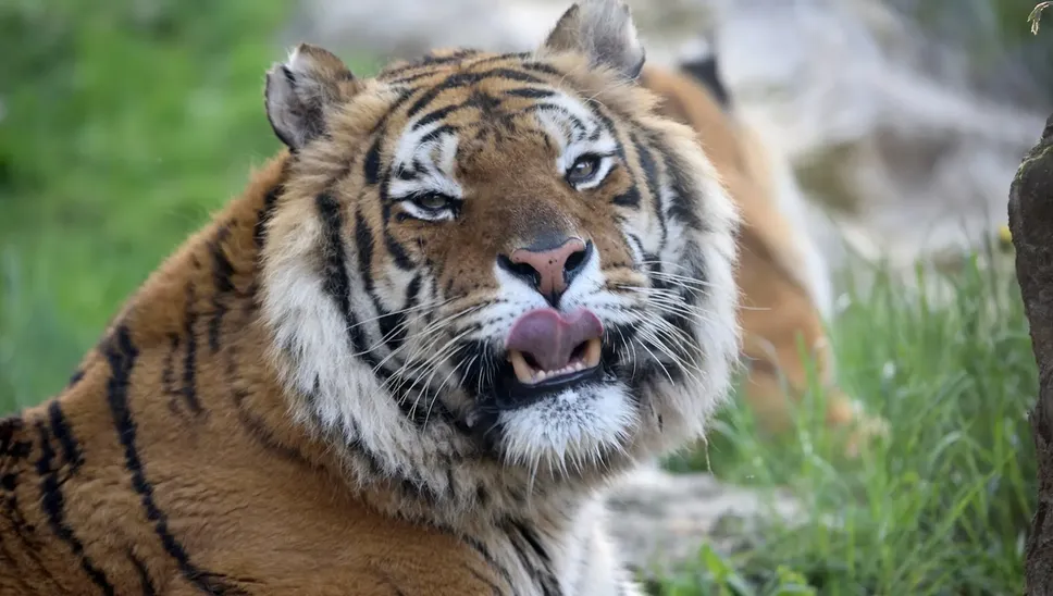 Romeo, la tigre siberiana del parco faunistico «Le Cornelle» di Valbrembo Romeo, la tigre siberiana del parco faunistico «Le Cornelle» di Valbrembo
