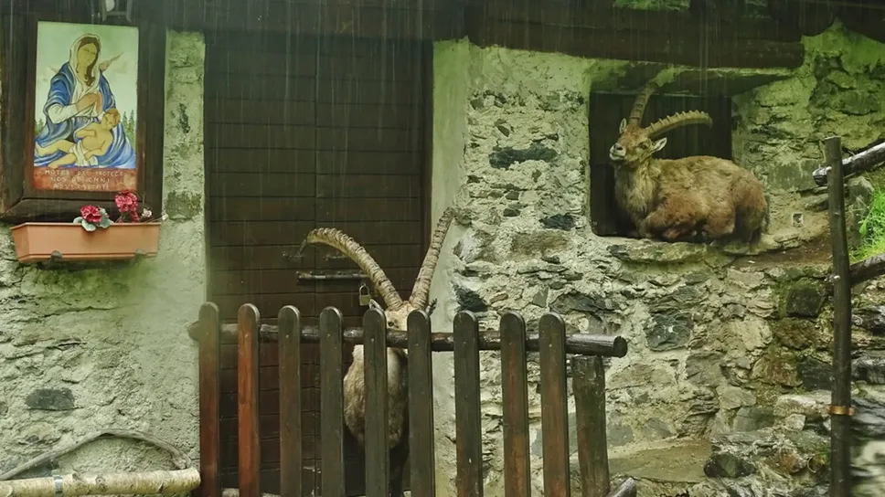 Gli stambecchi che cercano riparo anche nelle nicchie delle finestre Gli stambecchi che cercano riparo anche nelle nicchie delle finestre