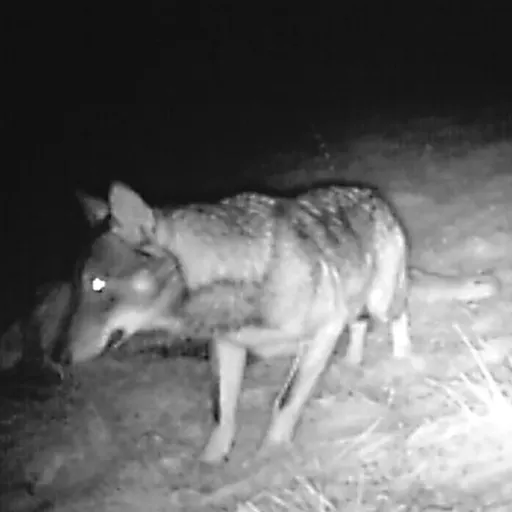 Montana Decoy - Roe Buck - Hunter's Friend Europe - Foto 8