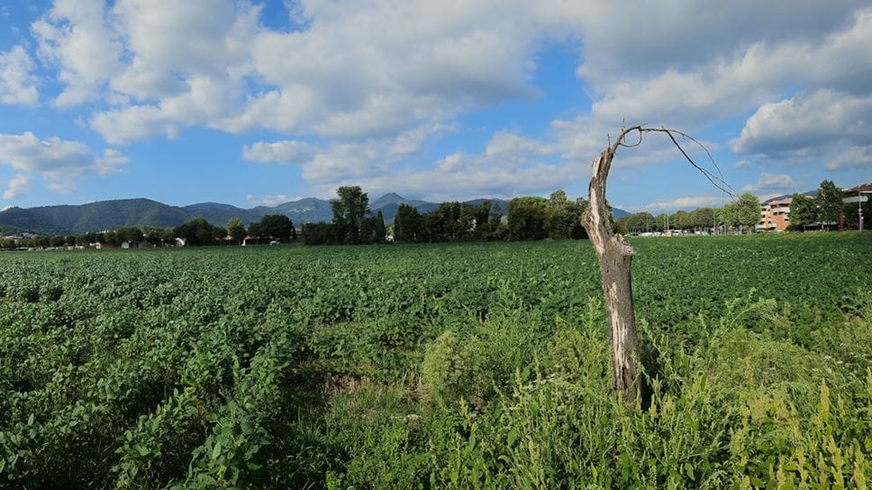 L’area del «Triangolone» a Gorle. La Conferenza dei servizi tornerà a riunirsi a novembre L’area del «Triangolone» a Gorle. La Conferenza dei servizi tornerà a riunirsi a novembre