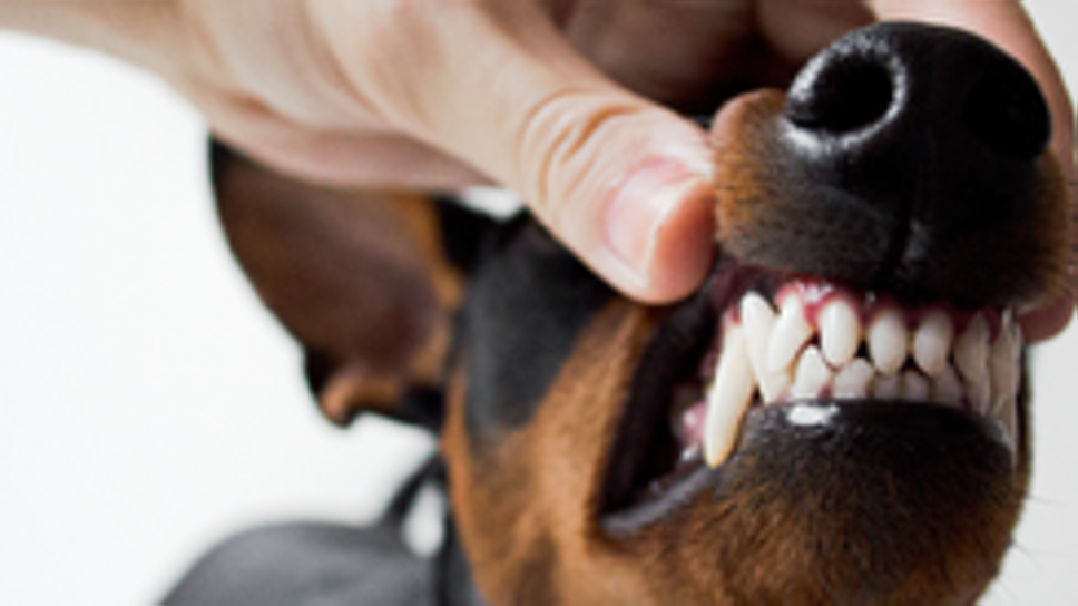 Importante controllare l’igiene orale dei propri animali domestici