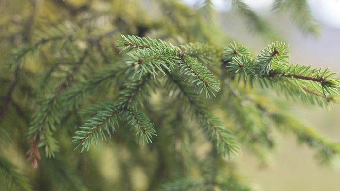 https://storage.ecodibergamo.it/media/photologue/2025/10/16/photos/cache/sugli-alberi-puo-crescere-loro-grazie-ai-batteri_6886e6e8-aa5e-11f0-b62b-466cf00c3c2b_v3_large_16_9.jpg