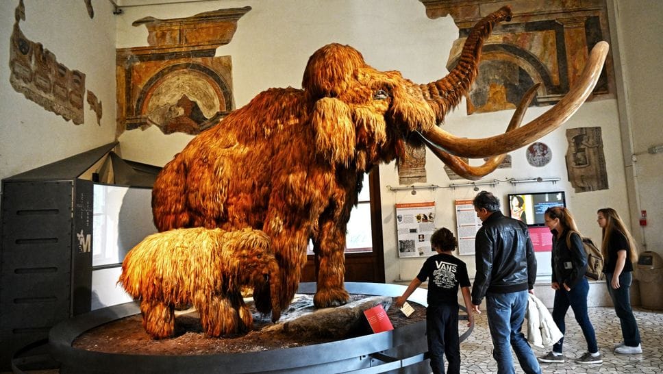 Visitatori al museo di Scienze naturali «Enrico Caffi»l Visitatori al museo di Scienze naturali «Enrico Caffi»l