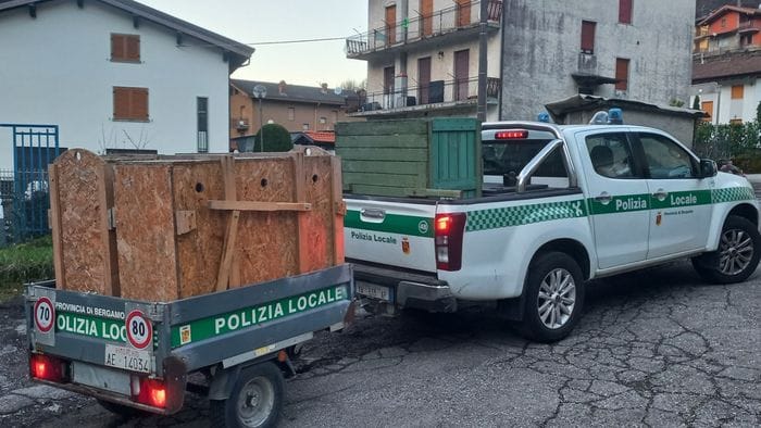 non solo cinghiali e nutrie in bergamasca abbattuti 27mila piccioni da Ecodibergamo.it non solo cinghiali e nutrie in bergamasca abbattuti 27mila piccioni
