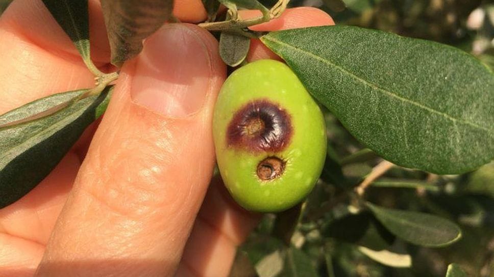 Un’oliva danneggiata dalla mosca olearia Un’oliva danneggiata dalla mosca olearia