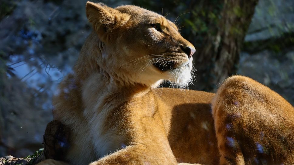 Una delle tre leonesse berbere arrivate al Parco delle Cornelle di Valbrembo Una delle tre leonesse berbere arrivate al Parco delle Cornelle di Valbrembo