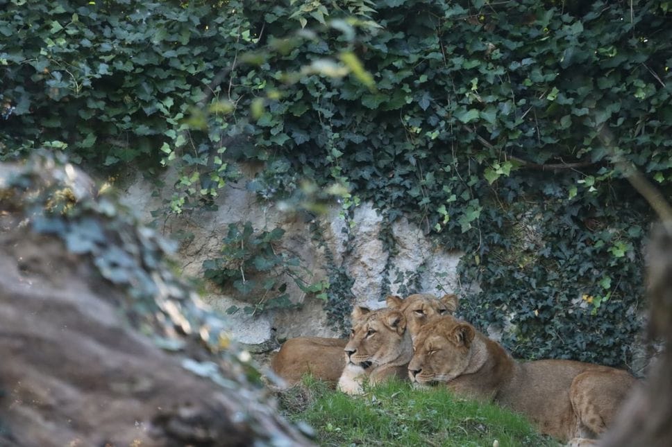 Le tre leonesse berbere arrivate al Parco delle Cornelle di Valbrembo in fase di ambientazione Le tre leonesse berbere arrivate al Parco delle Cornelle di Valbrembo in fase di ambientazione