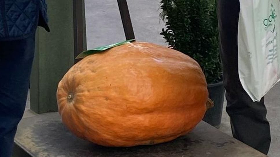 La zucca maxi