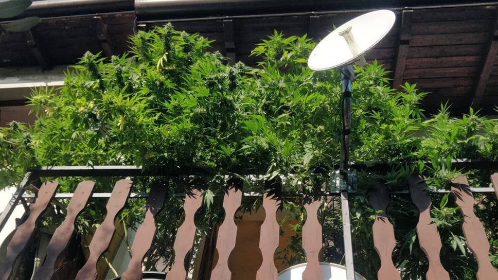 Alcune delle piante di cannabis disposte sul balcone dell’abitazione in una zona periferica di Grumello Alcune delle piante di cannabis disposte sul balcone dell’abitazione in una zona periferica di Grumello