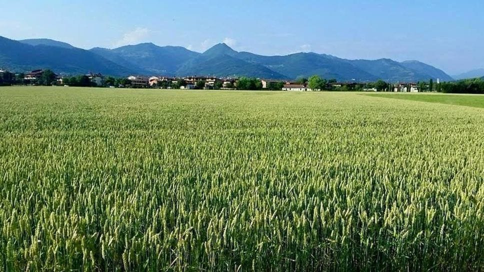Il terreno verde del Triangolone dove è previsto l’agrivoltaico Il terreno verde del Triangolone dove è previsto l’agrivoltaico