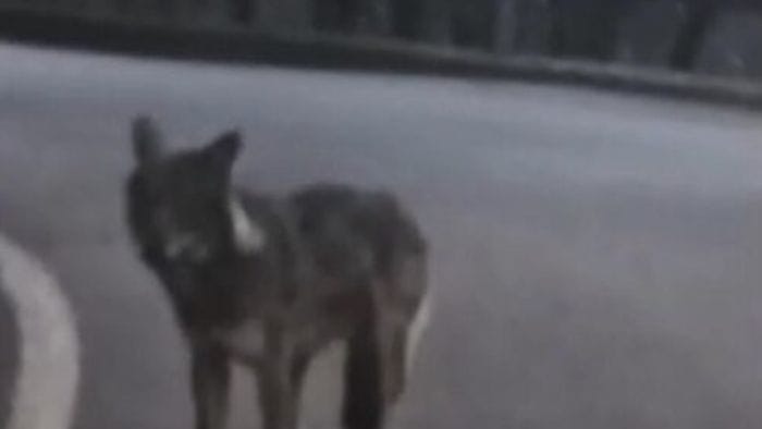 Presunto lupo sulla strada per Ornica. La Polizia provinciale: ancora nessuna segnalazione   Il video