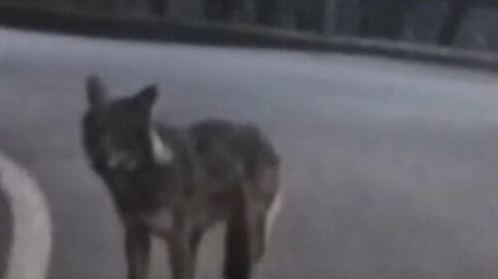 Un frame dal video circolato sul un presunto lupo a Ornica: l’avvistatore è Alex Rovelli di Piazza Brembana