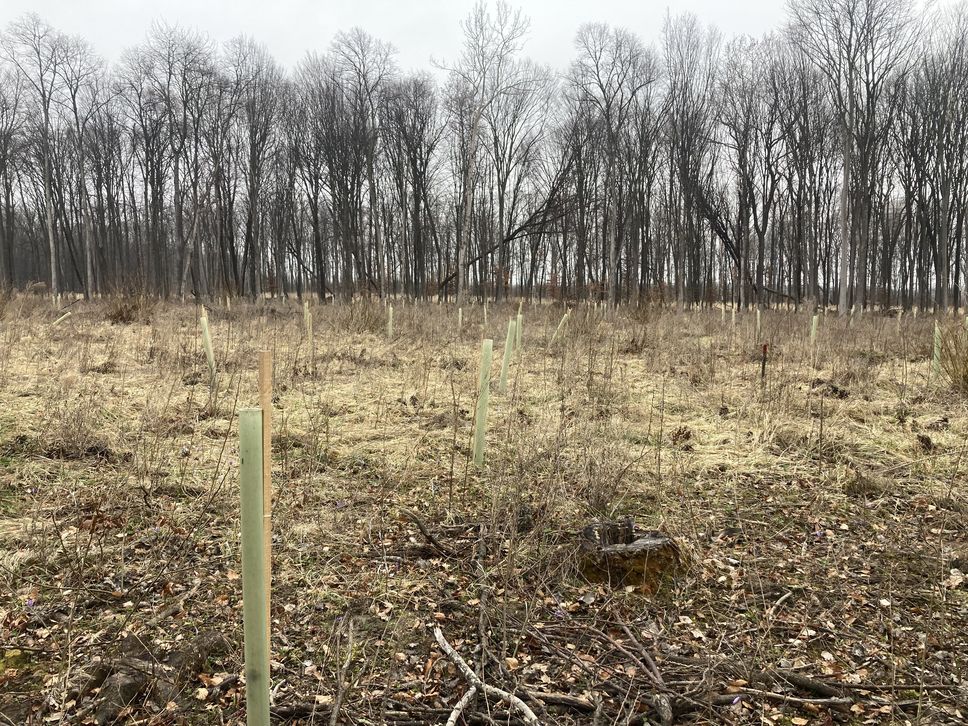 Il Festival delle Foreste a Bergamo sino al 28 novembre
