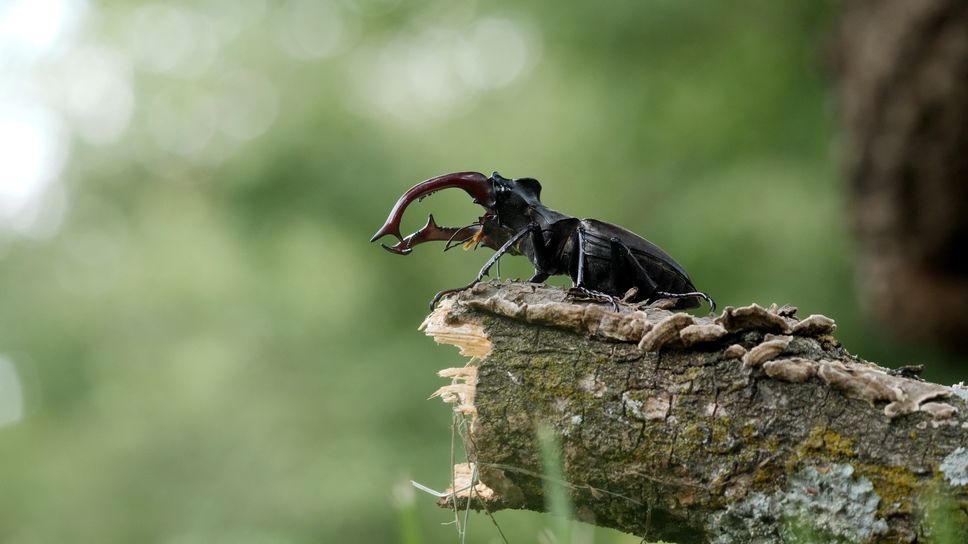 Il Festival delle Foreste a Bergamo sino al 28 novembre