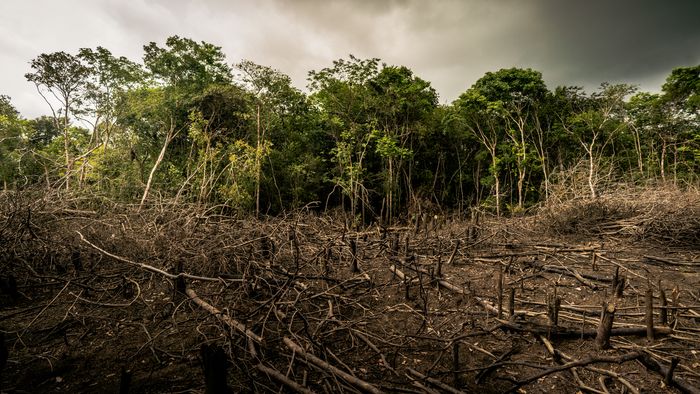 https://storage.ecodibergamo.it/media/photologue/2025/11/18/photos/cache/wwf-italia-responsabile-del-10-deforestazione-in-amazzonia_c1a0a988-c4be-11f0-a898-512b4d90f205_v3_large_16_9.jpg