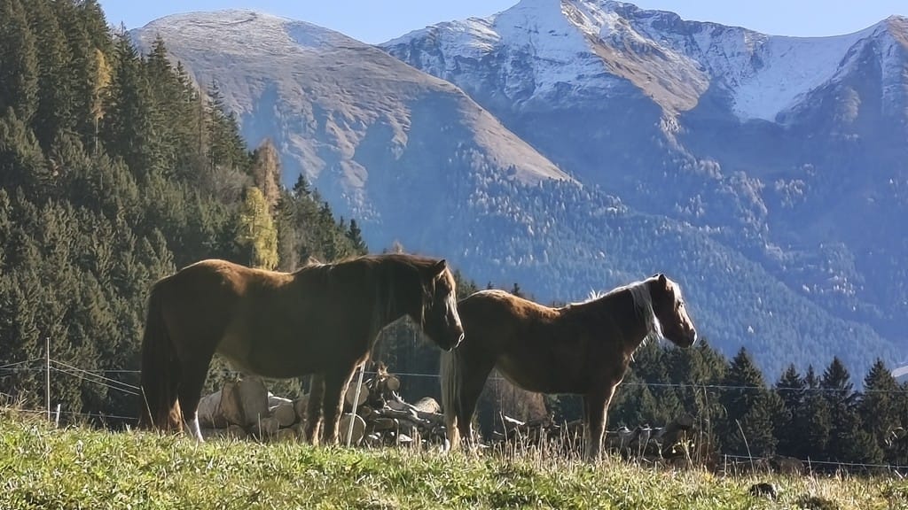 (Autore: Tranquillo Ferri)