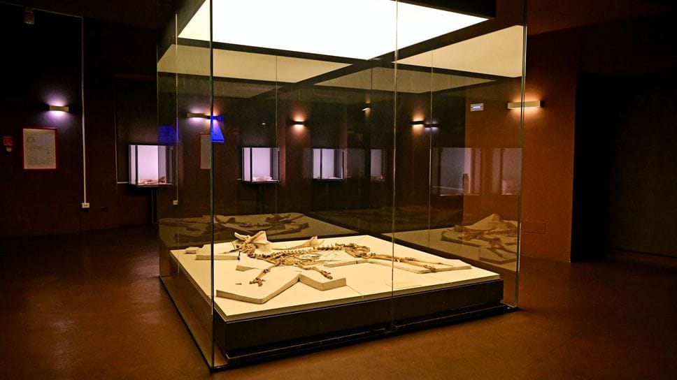 Il Cervus acoronatus esposto al museo Caffi