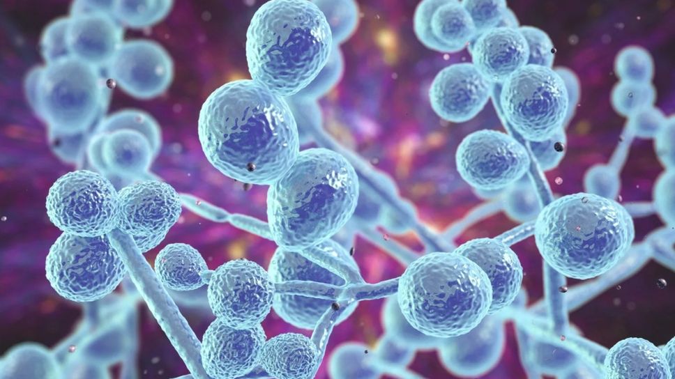 La candida albicans è un genere di lieviti che causa infezioni fungine nell’uomo e negli animali