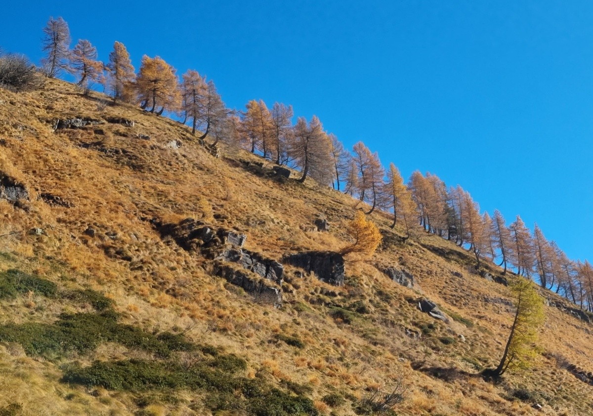...come tante fiammelle rivolte verso l’azzurro del cielo