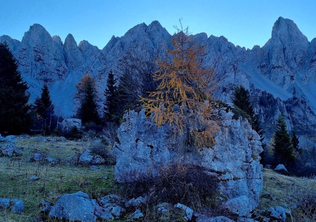Esemplare di larice... bagozzino