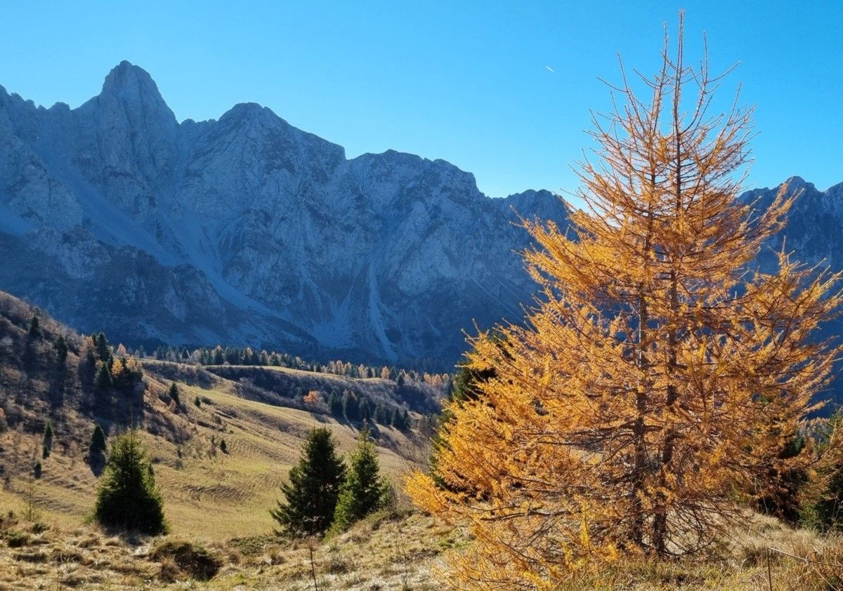 Altro esemplare di larice...bagozzino