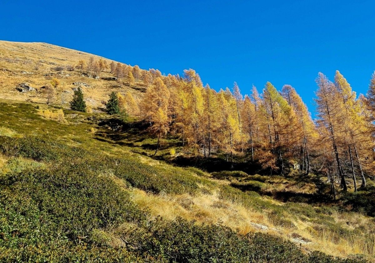 I larici infuocati del Vivione