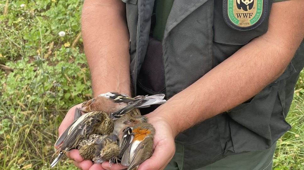 Una Guardia volontaria del Wwf con la fauna protetta uccisa dai bracconieri