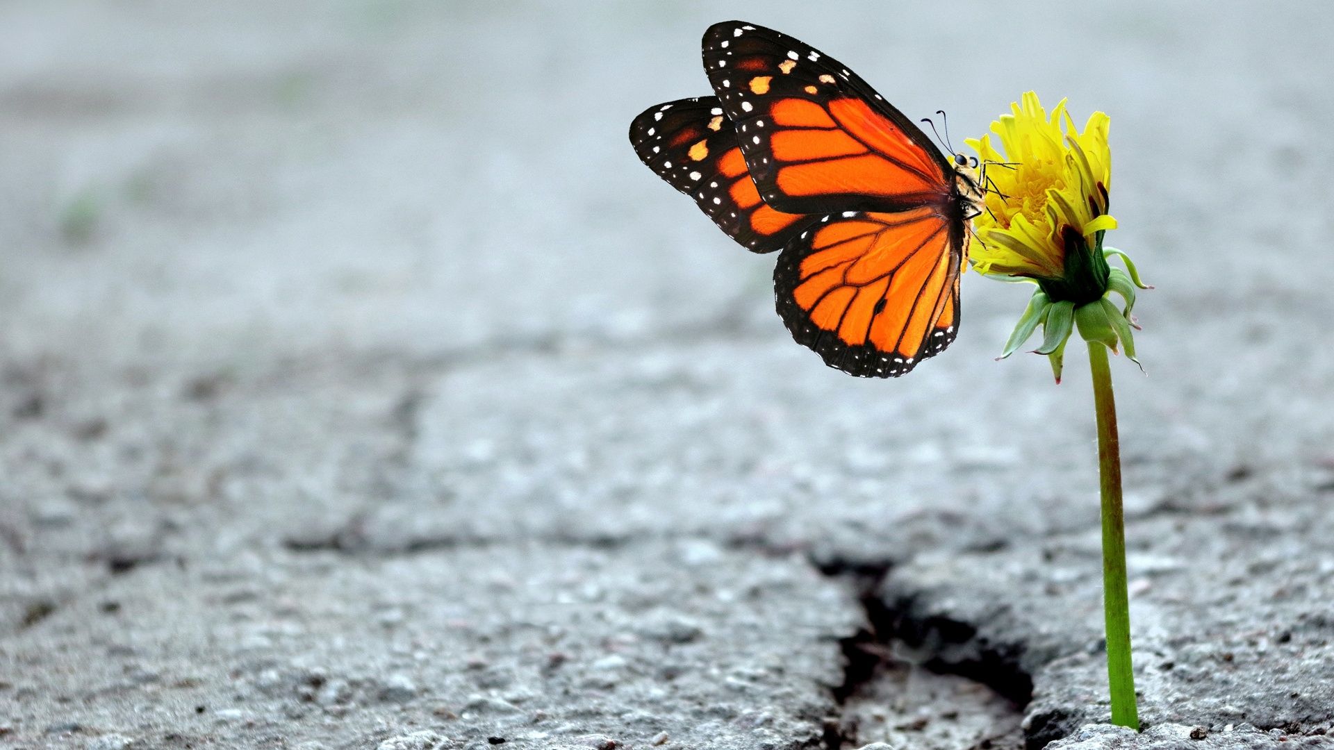 Essere felici è una forma di rivoluzione