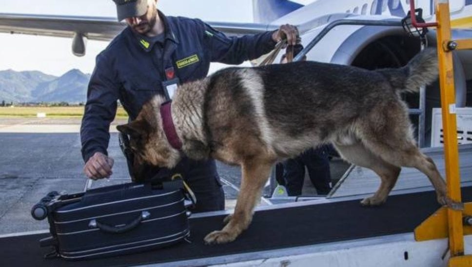 Un controllo della Guardi di finanza con unità cinofile all’aeroporto di Orio al Serio