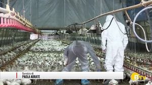 Aviaria, nessun focolaio nella bergamasca : una ventina di comuni e dieci aziende sotto sorveglianza