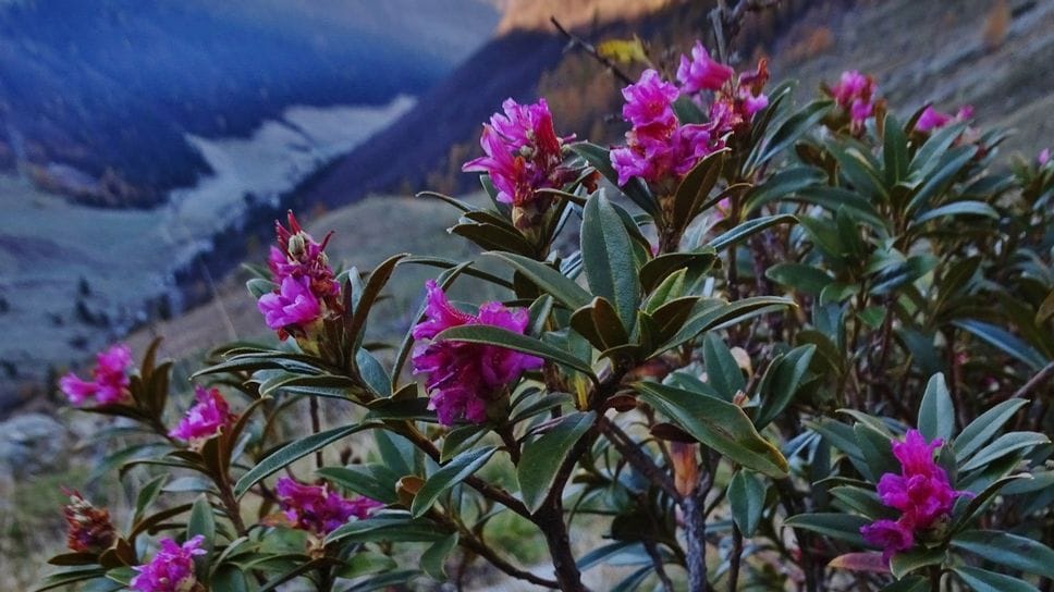 I rododendri in fiore, ieri a 1.700 metri di quota