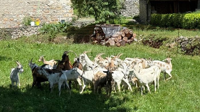 lo sfogo dell8217alpinista simone moro ancora danni al mio allevamento