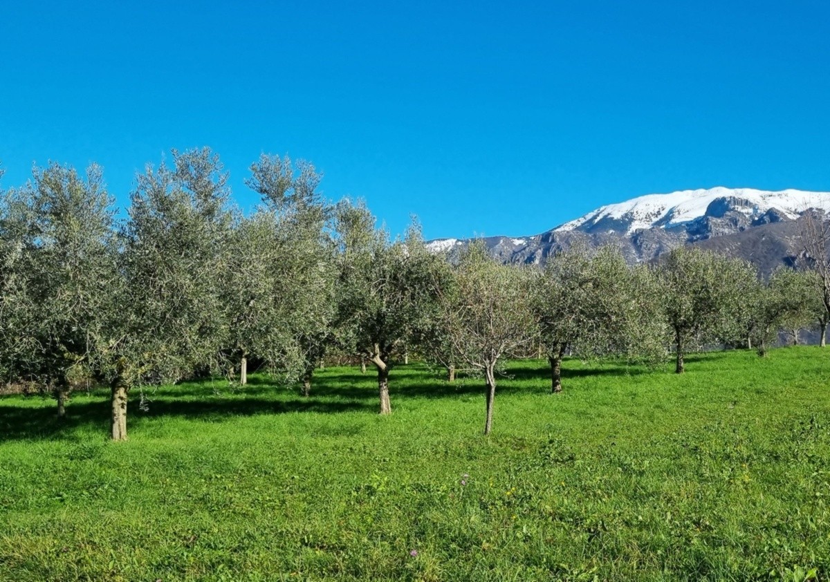 Olivi di Monte Isola e la neve del monte Guglielmo